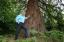RHS Garden Wisley: עץ היובל של המלכה נמצא בסיכון להריסה