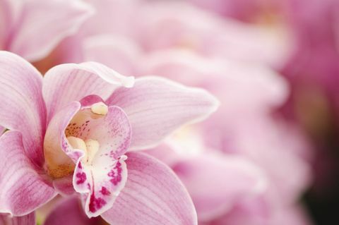 Nærbilde av en rosa Cymbidium orkide