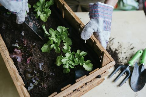 Person, die Salat in einer Holzkiste pflanzt
