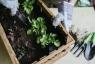 30 Menit Adalah Tunjangan Harian yang Direkomendasikan (RDA) untuk Berkebun