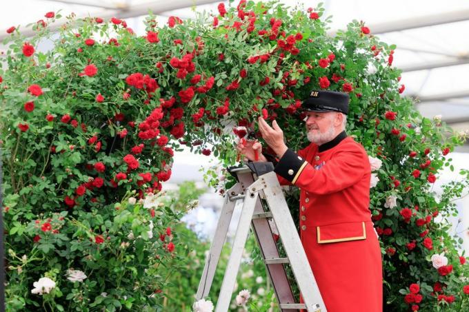 Dôchodca z chelsea Billy Knowles pomáha pri premene areálu kráľovskej nemocnice na návrat svetoznámeho kvetu rhs chelsea show, ktorá sa otvára pre verejnosť v utorok 23. mája, potrvá do soboty 27. mája sú na fotke na stánku peter beales roses vo veľkej pavilón