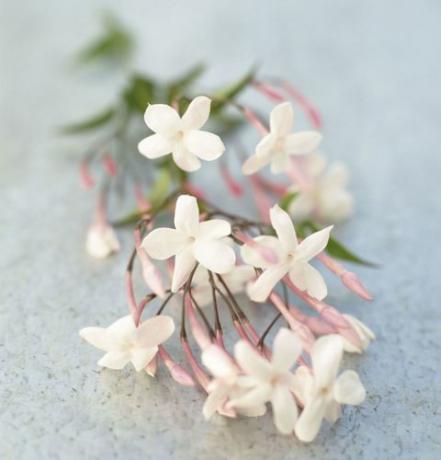 ताजा चमेली के फूल