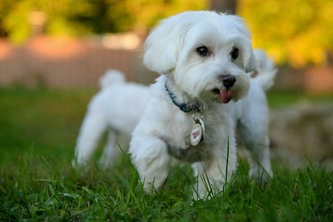 Мальтийская собака, бегущая по траве