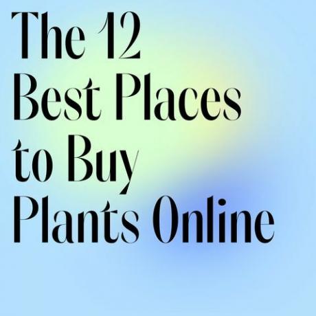 좋아하는 식물을 온라인으로 구매할 수 있는 멋진 장소 12곳