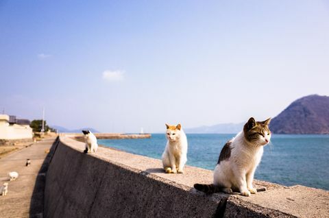 katten eiland