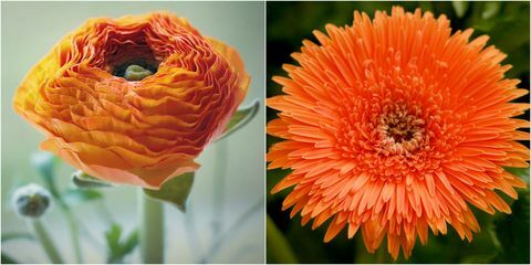 オレンジ色の花：オレンジ色のラナンキュラスとオレンジ色のガーベラ