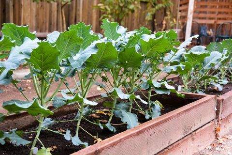 < p> < i> < strong> De ce are nevoie: </strong> </i> Aduceți broccoli în pământ până la sfârșitul lunii iulie sau începutul lunii august. Transplanturile se descurcă de obicei mai bine, dar puteți direcționa semințe și dacă nu găsiți plante. Broccoli este flămând și însetat, așa că adăugați compost înainte de plantare pentru a ajuta solul să mențină umezeala. " Nu este ultimul spanac supraviețuitor rece, dar vremea mai rece conferă o dulceață din cauza zaharurilor produse", spune Smith. </p> < p> < i> < strong> Soiuri de încercat: </strong> </i> Bay Meadows, Marathon sau Arcadia, care are cel mai bun frig toleranță. </p>