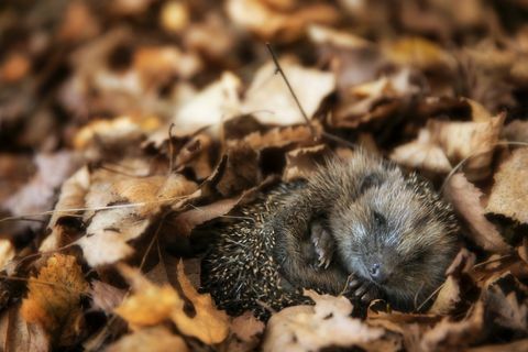 Eža mazulis guļ rudens lapās