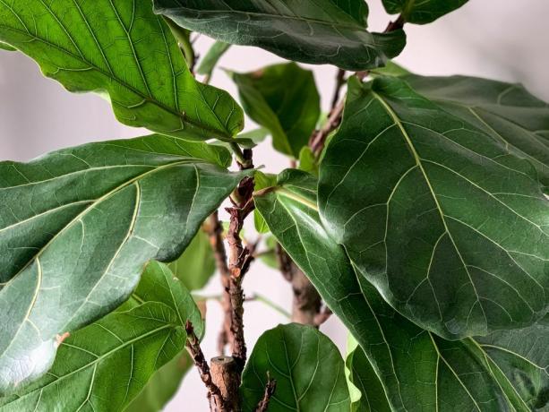 Fiddle leaf fig, ficus lyrata, assis dans un endroit ensoleillé à la maison ficus lirata close up detail houseplant