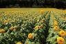 Bauernhof in Japan, wo Sie von über einer Million Sonnenblumen umgeben sein können