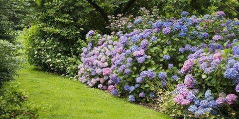 Vegetation, Blå, Växt, Buske, Trädgård, Blomma, Lila, Växtgemenskap, Lavendel, Blommande växt, 