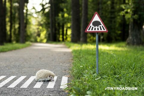 Hedgehog Crossing Lead
