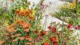 Выставка цветов в Таттон-парке: дань уважения Дайанн Оксберри в погодном саду