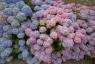 Kdaj posaditi hortenzije leta 2023 za polne in dolgotrajne cvetove