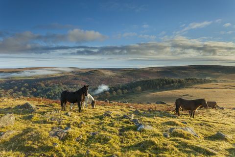 Dartmoor ponnier