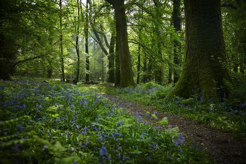 Piękne lasy w Wielkiej Brytanii, aby spróbować kąpieli w lesie