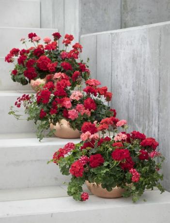 letní pelargónie květináče podél schodiště