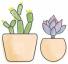 'Succulent Studios' stuurt je twee nieuwe vetplanten per maand voor $ 10