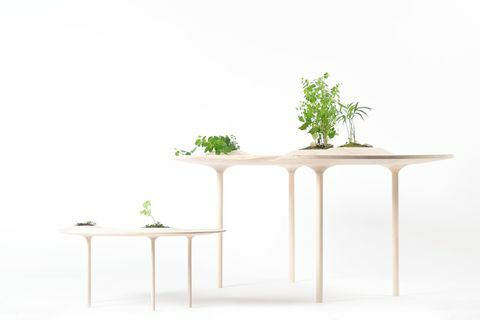 Balts, mēbeles, galds, istaba, telpaugi, koks, kafijas galdiņš, augs, galds, dīvāna galdi, 