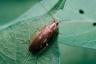 8 běžných škůdců nalezených v britských domech na jaře a v létě