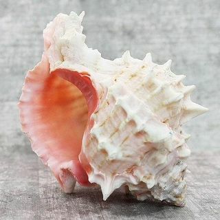Valódi rózsaszín kagyló 