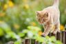 Hur man gör din trädgård säker för husdjur
