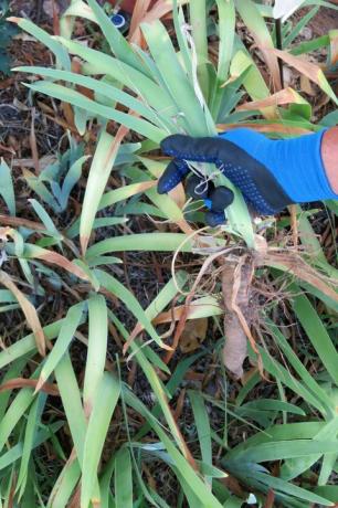 Hombre senior adelgazamiento de la mano de iris de planta de bulbo jardinero horticultor cerrar