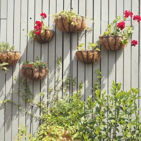 Un afișaj de plante și flori pe perete (plante de perete verticale sau grădină).