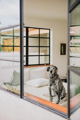 modernt sovrum med hund i fönstret