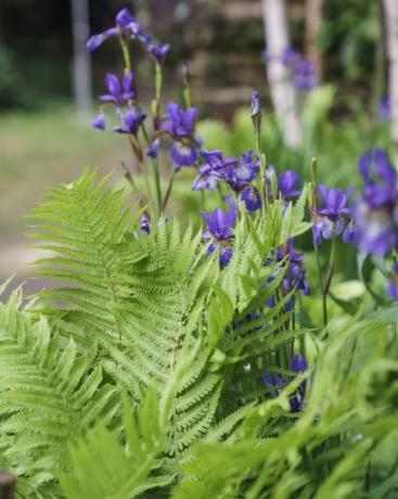 chelsea gėlių paroda 2022 m. Plantman's Ledo sodas, sukurtas John Warland Sanctuary Garden