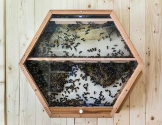 Bitės, bitės, vabzdžiai, membraniniai sparnuoti vabzdžiai, mediena, apdulkintojas, 