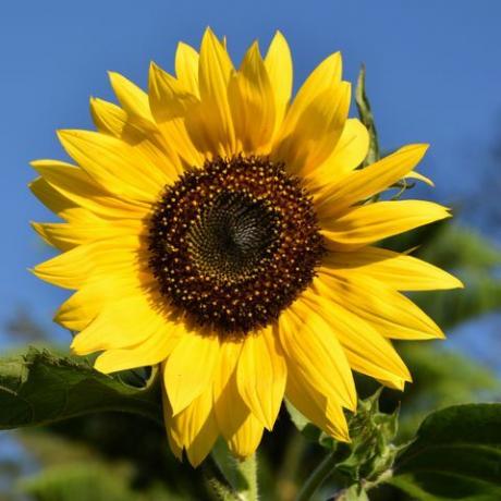 صورة مقرّبة لزهرة عباد الشمس في مواجهة السماء