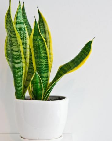 tanaman pot hijau yang elegan sebagai dekorasi ruangan di dinding putih sansevieria atau rami tali busur