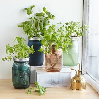 Kebun Herbal Dalam Ruangan Mason Jar