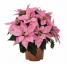 크리스마스 식물 포인세티아, 이제 밀레니얼 핑크 구매 가능