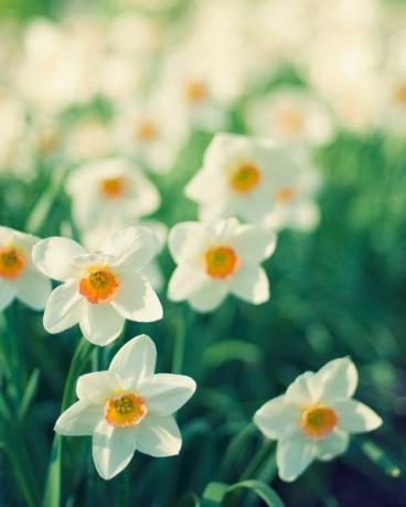 Bunga, Tanaman berbunga, Kelopak, Putih, Tanaman, Vegetasi, Narcissus, Musim Semi, Kuning, Botani, 