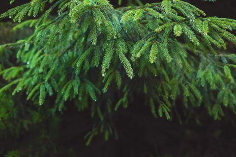 Close-up van dennenboom