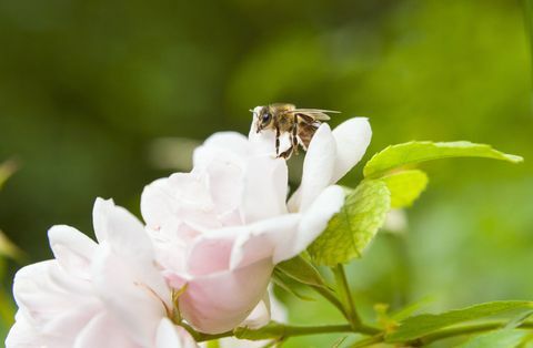 핑크 장미에 착륙 하는 꿀벌의 클로즈업