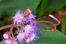 Kupu-kupu Glasswing Memiliki Sayap Jelas Yang Terlihat Seperti Jendela Kaca