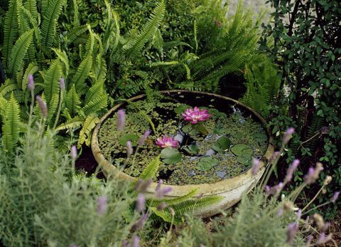 ピンクのユリのある庭の小さなコンテナ池：ラベンダーと常緑樹に囲まれた陶器のボウルにある水ベースの植物