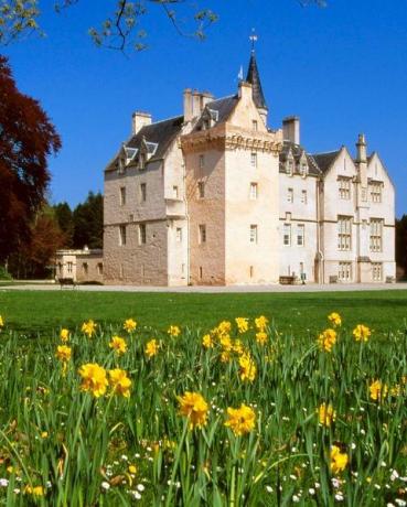 Château, naturlandskap, slott, egendom, blomma, gul, vår, växt, stadigt hem, äng, 