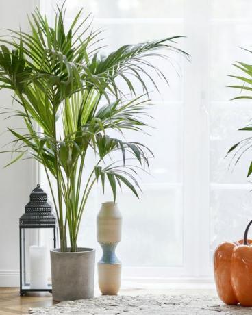 hrnkové rostliny v obývacím pokoji