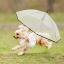 Questo guinzaglio funge anche da ombrello personale per mantenere il cane asciutto dalla pioggia