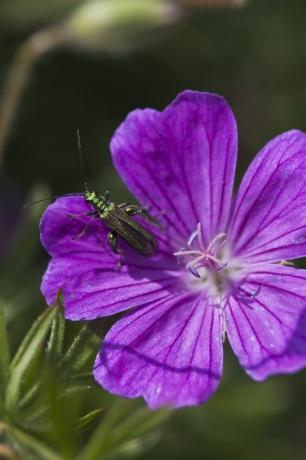 Dickbeiniger Blumenkäfer Oedemera Nobilis Männchen auf Geranium Sanguineum