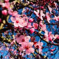 정원을 위한 꽃 나무: Crabapple 나무, 벚꽃 나무