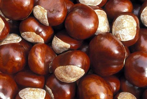Kaštan, lískový ořech, ořechy, potraviny, ořechy a semena, Archidendron pauciflorum, Jujube, Produce, Jujube, Plant, 