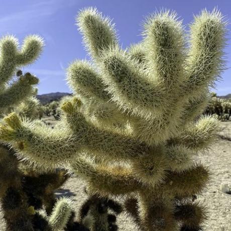 zblízka kaktusu cholla, tento snímek byl pořízen v národním parku joshua tree, pocházejí ze severu Mexiko a jihozápadní Spojené státy jsou známé svými ostnatými ostny, které se snadno přichytí na kůži, srst a oblečení