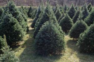 Perché abbattiamo ancora gli alberi di Natale?