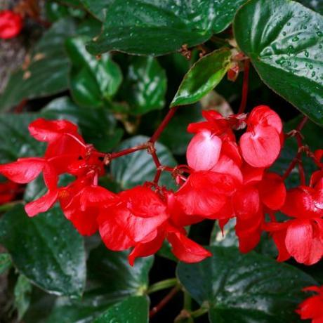 Begonia " Christmas Candy"