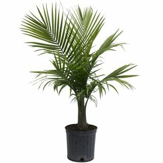 10-i Majesty Palm i plastpotte